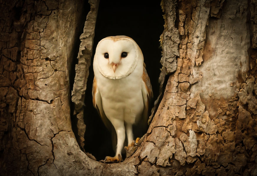 Check out this Barn Owl nest cam! Bookmark this page to be able to come back to it!