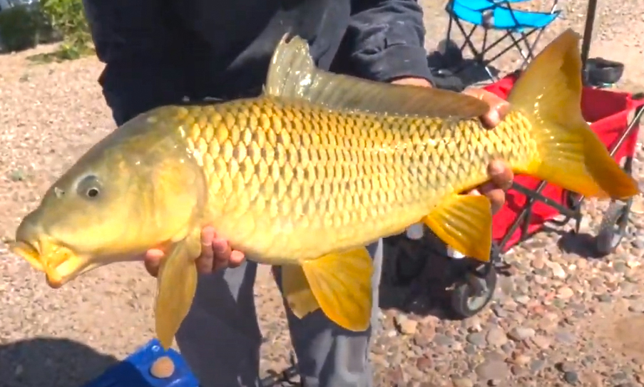 Canal Fishing in Arizona with Junkyard129 and my724outdoors.com