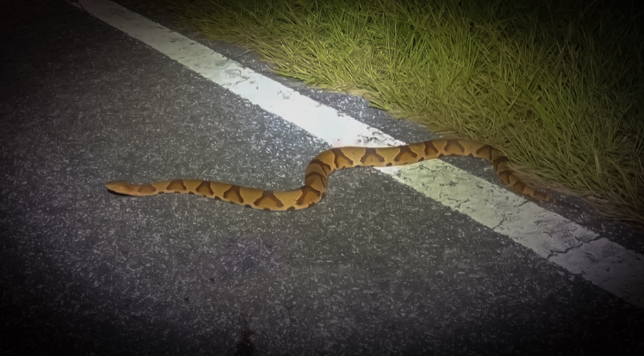 Giant Copperhead Snake and more! with NKFHerping and my724outdoors.com!