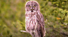 Great Gray Owl Adirondack Wildlife Refuge with naturewalkscs.org and my724outdoors.com!