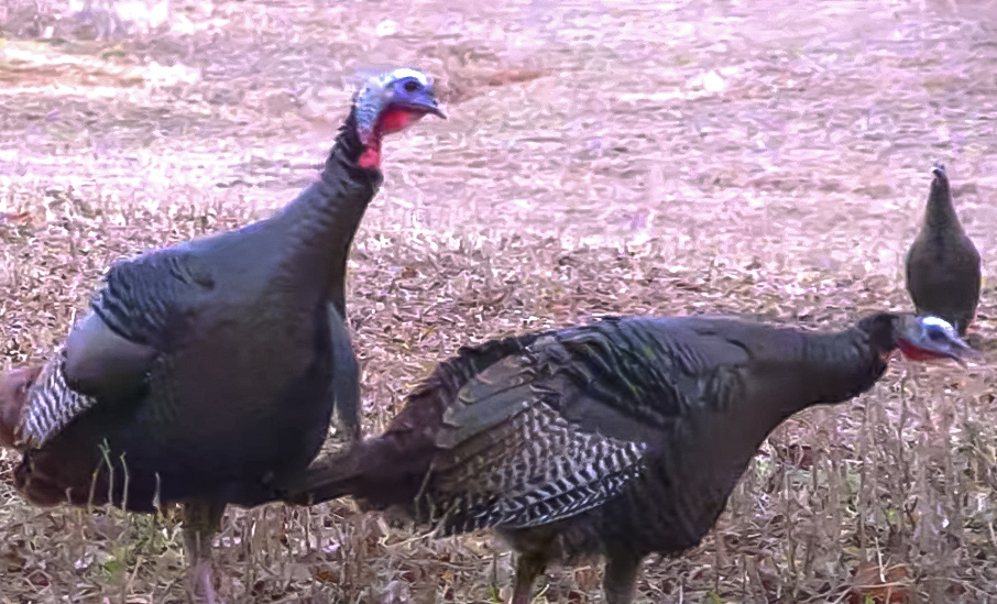 KYAfield Show - GoWild Creek Fishing, Fall Turkey Hunt, Archery Buck Hunt