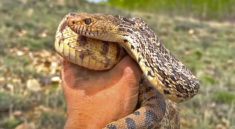 Rare Snakes in Colorado with NKFHerping and my724outdoors