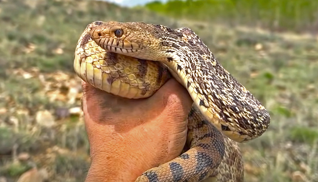 Rare Snakes in Colorado with NKFHerping and my724outdoors