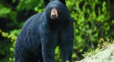 MDC announces first black-bear season for Missouri to run this fall