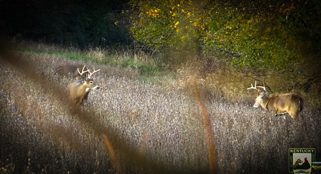 Archery Hunting Action in Kentucky with KYAField and my724outdoors.com!