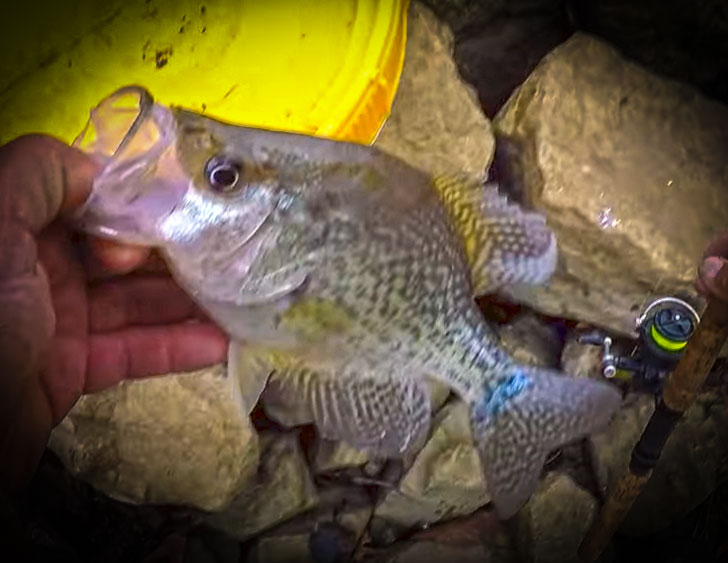 Bank Fishing For Loads of Crappie with Richard Gene and my724outdoors.com!