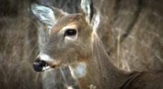 Nature's Calling Show- Deer Hunting and CWD with MoConservation and my724outdoors.com!