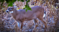 Opening day deer hunting in Michigan with Split Brow Productions and my724outdoors.com!