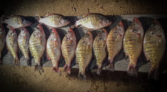 Fall Crappie Fishing with MoFisher, PFGFishing and my724outdoors.com!