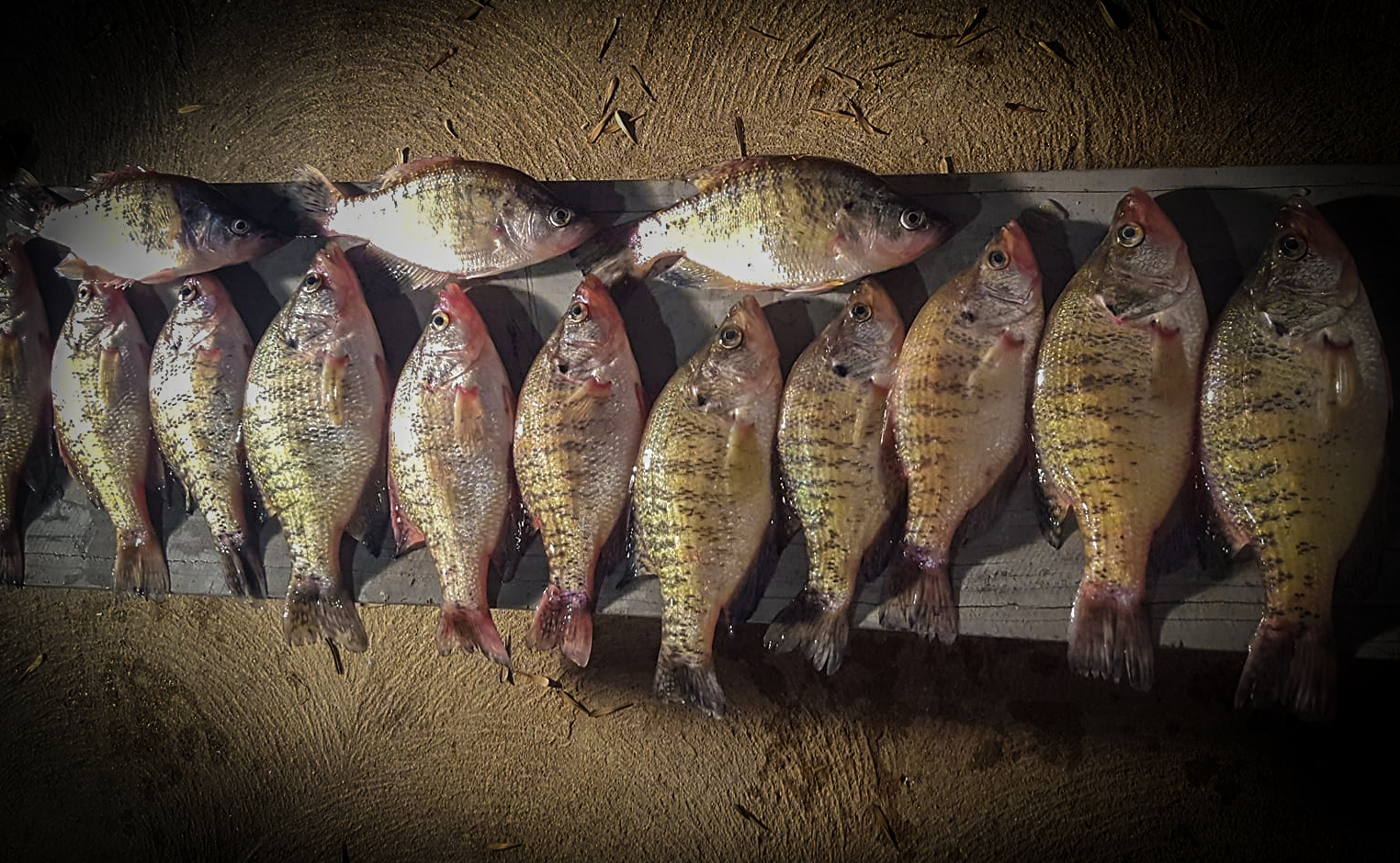 Fall Crappie Fishing with MoFisher, PFGFishing and my724outdoors.com!