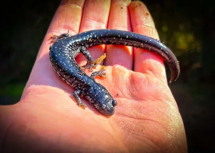 Salamanders all day long with NKFHerping and my724outdoors.com!