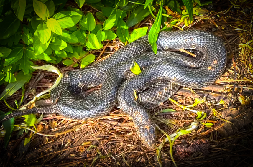2021 Snake Hunting Highlights with NKFHerping and my724outdoors.com!