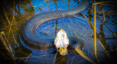 Giant Amphiuma and Cottonmouths in Florida with NKFHerping and my724outdoors.com!