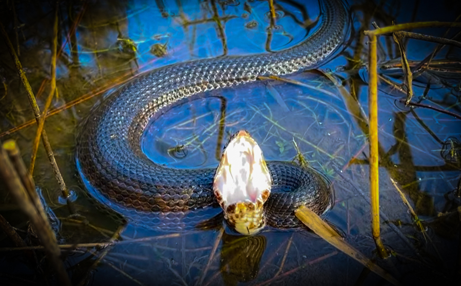 Giant Amphiuma and Cottonmouths in Florida | my724outdoors.com