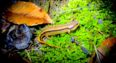 Hunting Fall Salamanders with NKFHerping and my724outdoors.com!