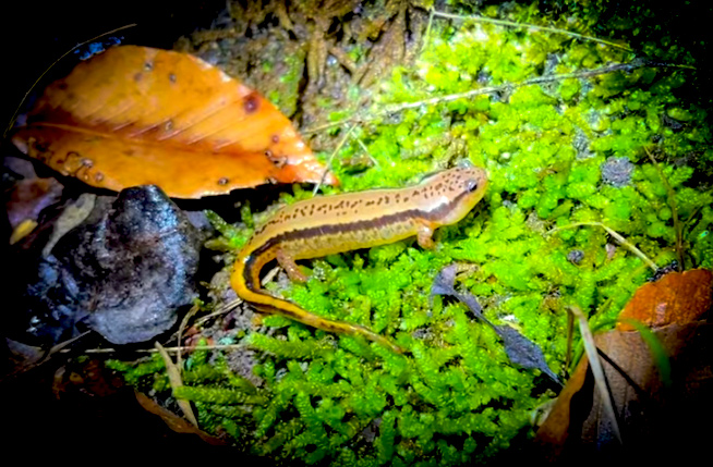 Hunting Fall Salamanders with NKFHerping and my724outdoors.com!