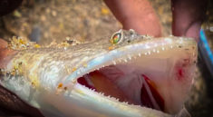 Learn THIS Knot to STOP Losing Fish with Hey Skipper and my724outdoors.com!