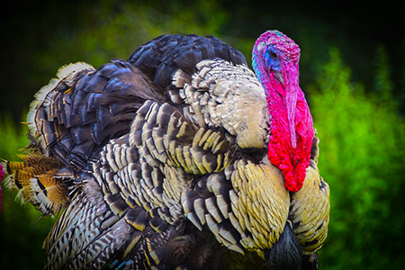 Looking Ahead to Spring Turkey Hunting with my724outdoors.com!