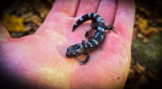 Salamanders Everywhere But No Snakes with NKFHerping and my724outdoors.com!