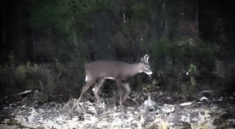 Bow Hunting Success On The Ground with Split Brow Productions and my724outdoors.com!