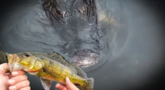 Fishing-an-ALLIGATOR-Hole-with-SMALL-Lures-with-Creek-Fishing-Adventures-and-my724outdoors-featured
