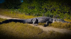 HUGE Alligator Blocking the Trail! with NKFHerping and my724outdoors.com!