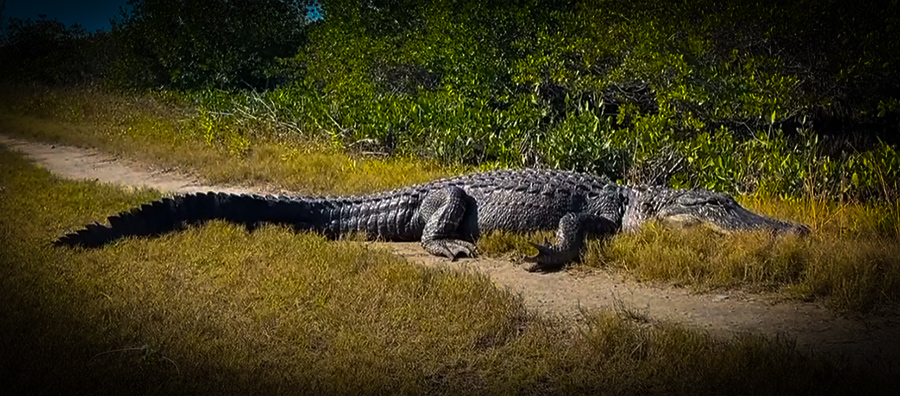 HUGE Alligator Blocking the Trail! with NKFHerping and my724outdoors.com!