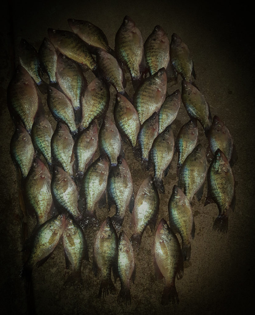 Rend-Lake-Crappie-my724outdoors