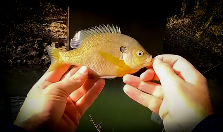 Slaying Bluegill and More in Winter Creek Fishing with Creek Fishing Adventures and my724outdoors.com!