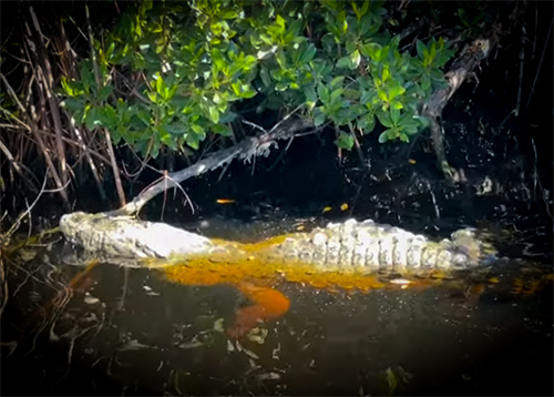 Snake Hunting the Everglades with NKFHerping and my724outdoors alligator