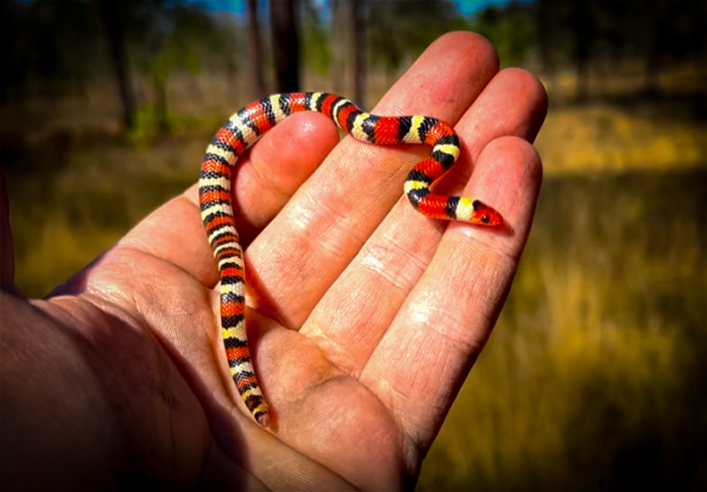 Snake Hunting the Everglades with NKFHerping and my724outdoors.com!