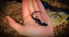 Stunning Salamanders on a Winter Foray in the Woods with NKFHerping and my724outdoors.com!