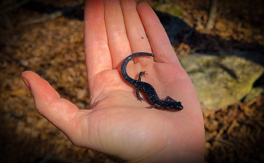 Stunning Salamanders on a Winter Foray in the Woods with NKFHerping and my724outdoors.com!