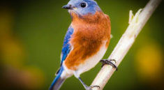 All About Missouri's State Bird with MoConservation and my724outdoors.com!