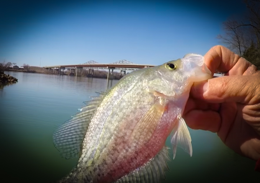 Amazing Secrets For Winter Crappie Fishing Success with Richard Gene and my724outdoors.com!