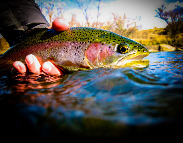 Catch and Keep Trout Season Starts Today with MoConservation and my724outdoors.com!