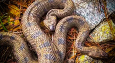 Catching Huge Brown Watersnakes! with NKFherping and my724outdoors.com!