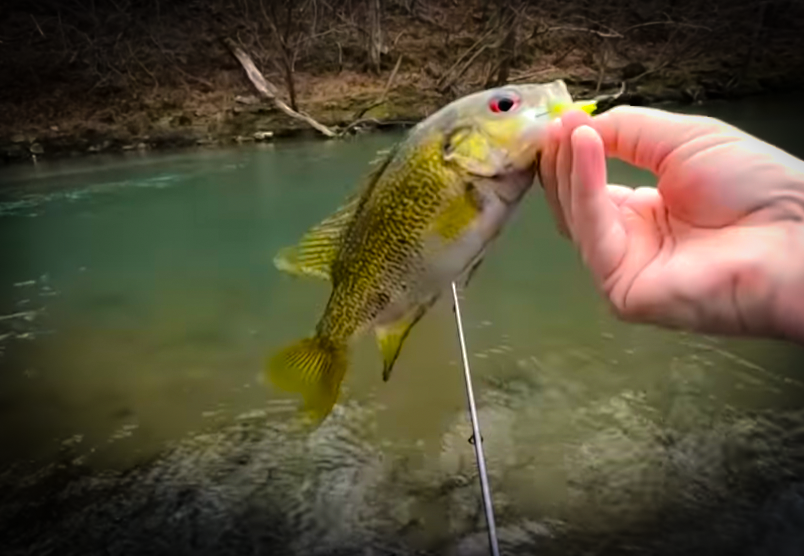 Exciting February Creek Fishing with Creek Fishing adventures and my724outdoors.com!