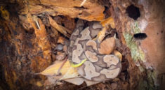 Finding The First Copperhead Snakes of the Year with NKFherping and my724outdoors.com!