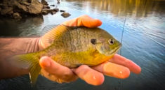 Fun Day Bluegill Fishing with Creek Fishing Adventures and my724outdoors.com!