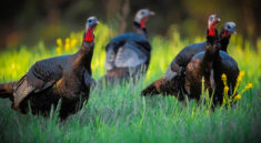 Spring Turkey Hunts Registration in Missouri with MoConservation and My724outdoors.com!