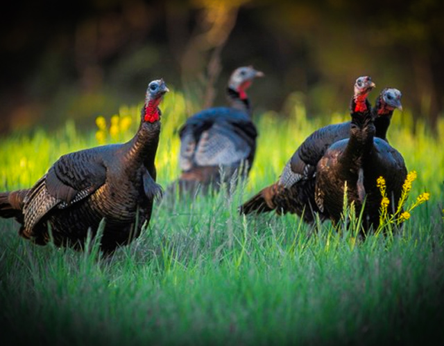 Spring Turkey Hunts Registration in Missouri with MoConservation and My724outdoors.com!