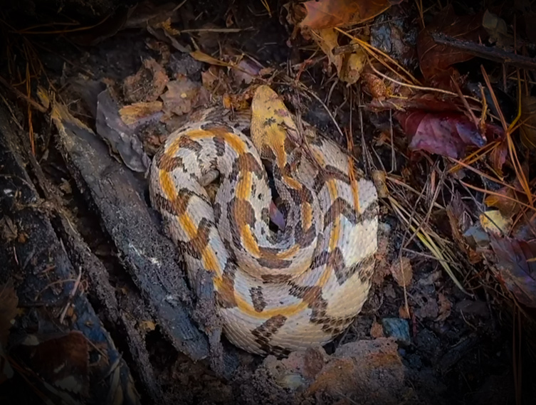 WHOA! Finding Rattlesnakes and Neon Nerodia! with NKFHerping and my724outdoors.com!