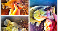 Arkansas Wildlife Weekly Fishing Report with Arkansas Game & Fish Commission and my724outdoors.com!