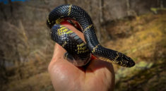 Awesome Day Finding An Eastern Kingsnake with NKFHerping and my724outdoors.com!