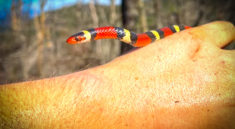 Finally I Found a Gorgeous Scarlet Kingsnake! with NKFHerping and my724outdoors.com!
