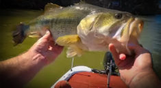 Giant Bass of Lake Chickamauga Can't Resist this Bait! with Creek fishing Adventures and my724outdoors.com!