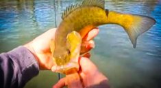 How To Catch Early Spring Creek Smallmouth with Creek Fishing Adventures and my724outdoors.com!