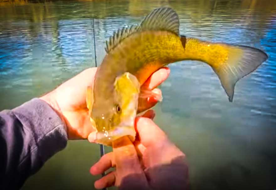 How To Catch Early Spring Creek Smallmouth with Creek Fishing Adventures and my724outdoors.com!