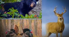 North Carolina's Amazing Wildlife Restoration with NC Wildlife Resources and my724outdoors.com!